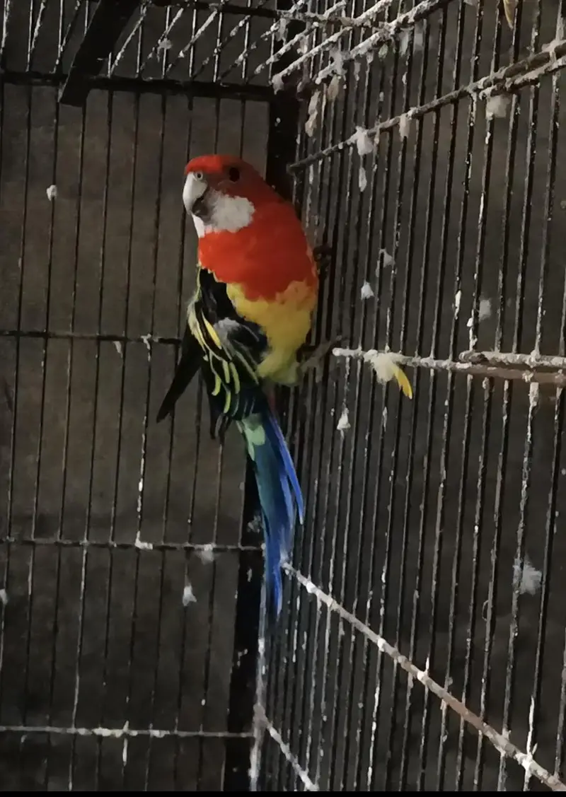 Sunconure dna male/ Rosella male — photo 5