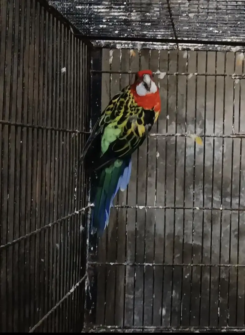 Sunconure dna male/ Rosella male — photo 6