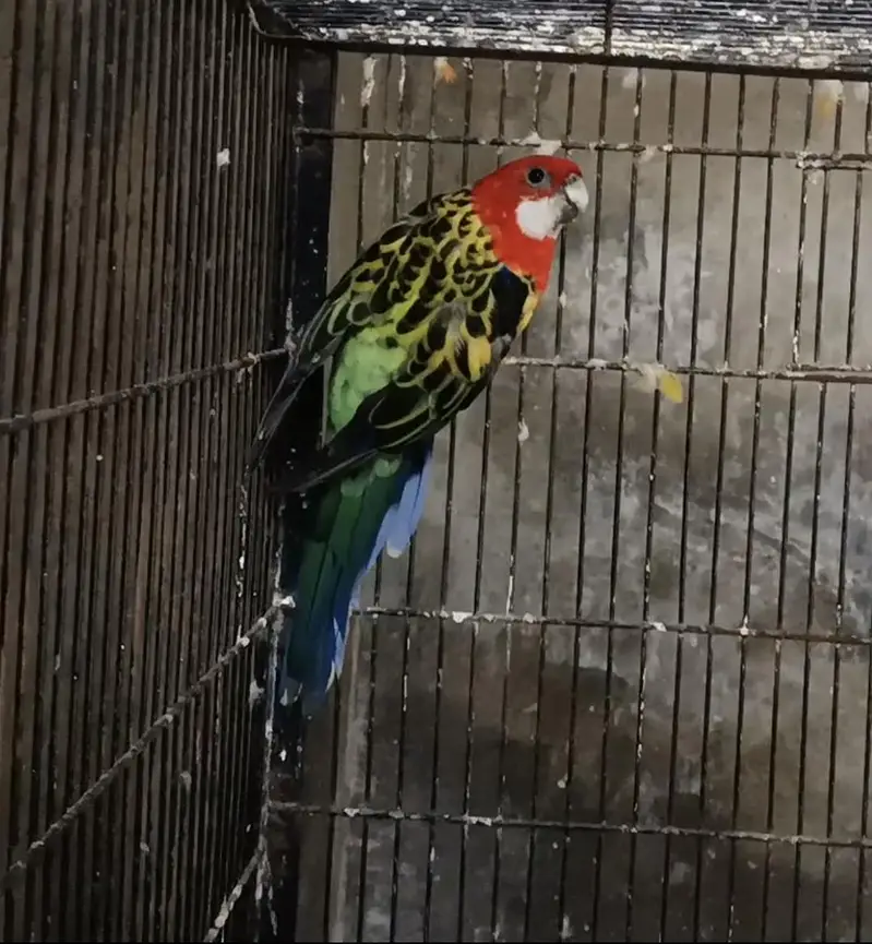 Sunconure dna male/ Rosella male — photo 7