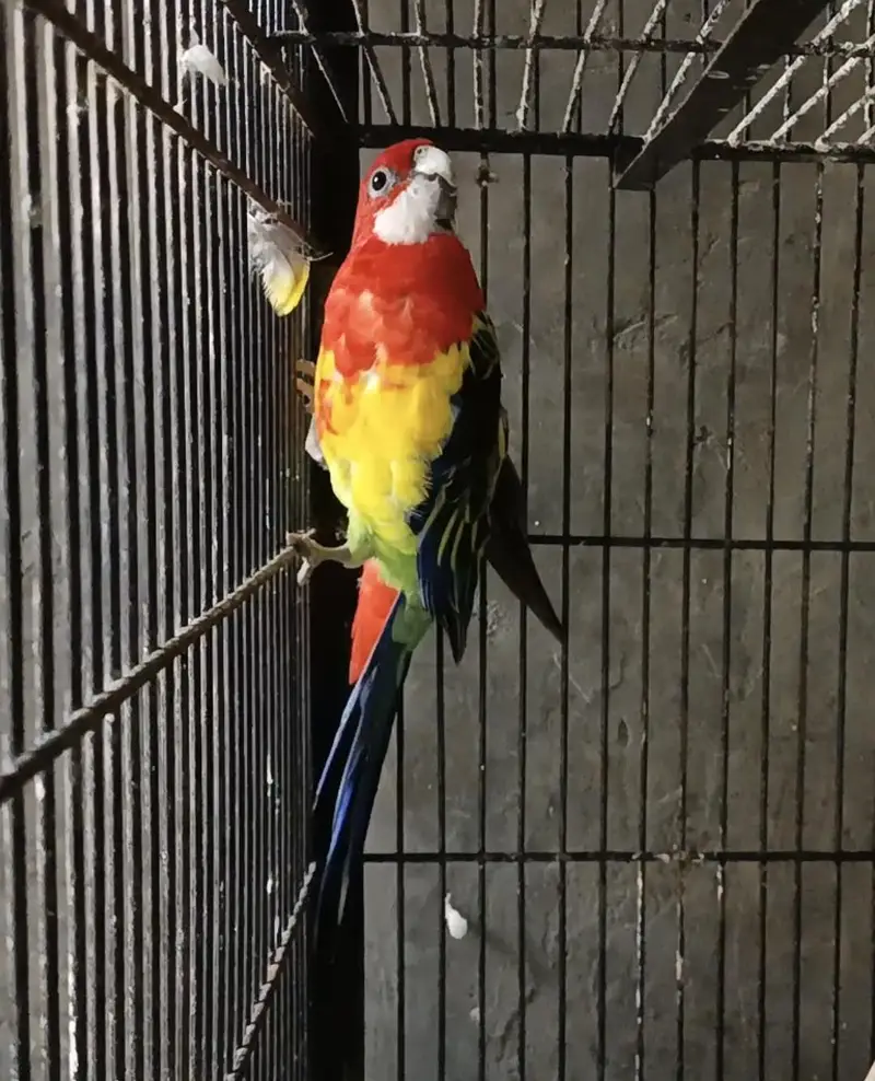 Sunconure dna male/ Rosella male — photo 8