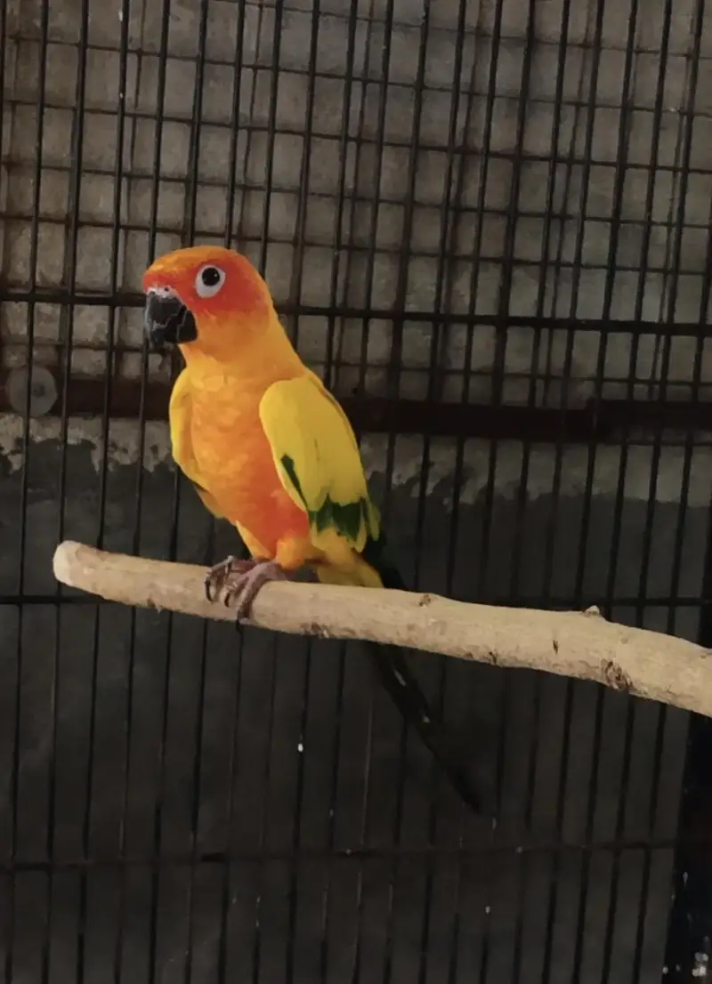 Sunconure dna male/ Rosella male — photo 9