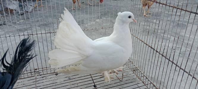 Pigeon pair