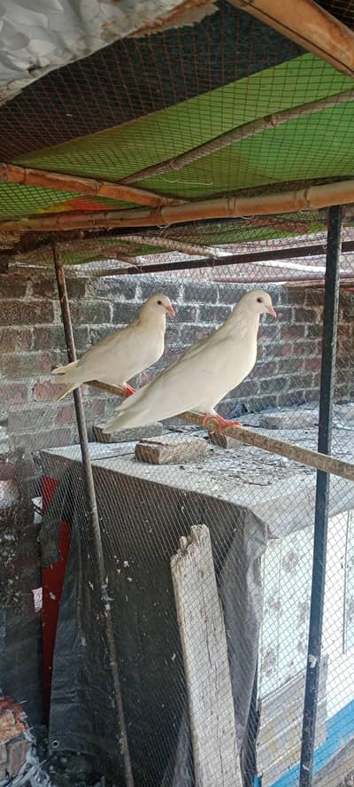 Pigeon pair