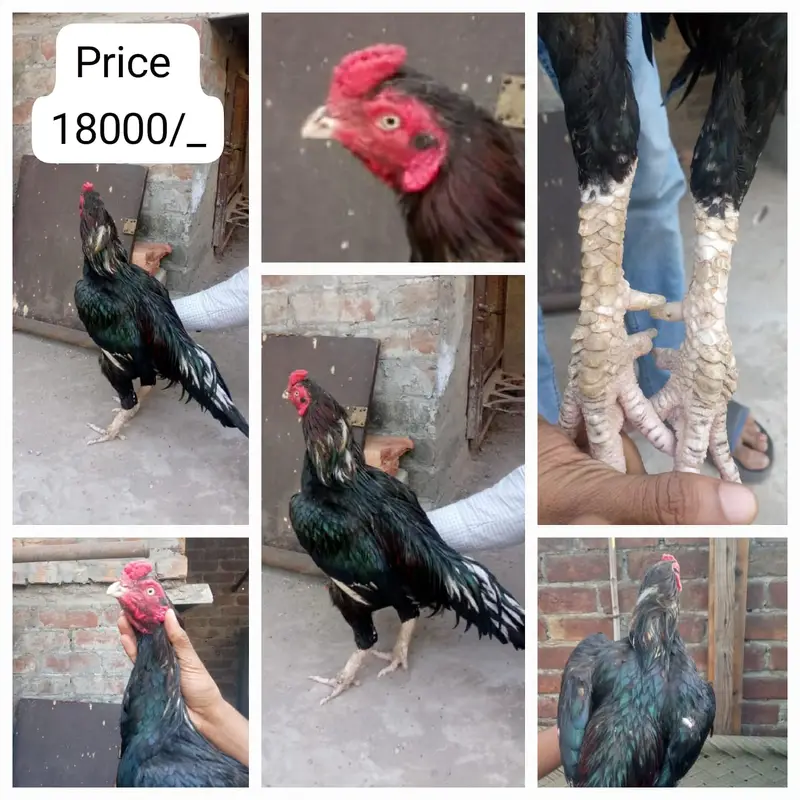 Aseel /Mianwali Lasani Aseel/Sindhi aseel /location, lahore/ no cargo — photo 4