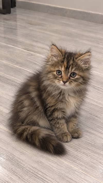 Kittens