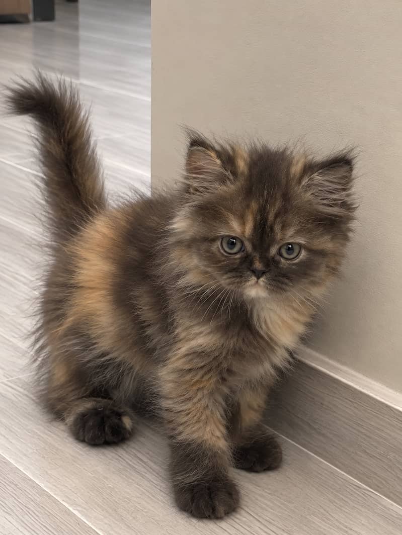 Kittens 1