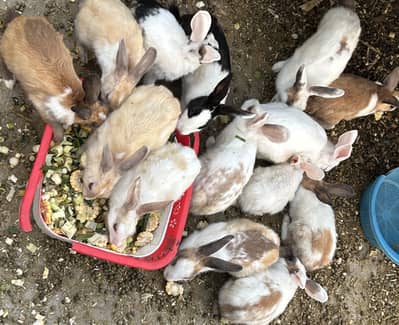 Rabbits male or female read complete description