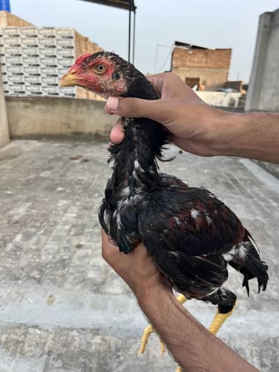 Aseel pair for sale