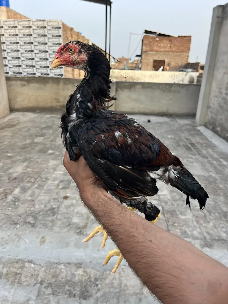 Aseel pair for sale — photo 2