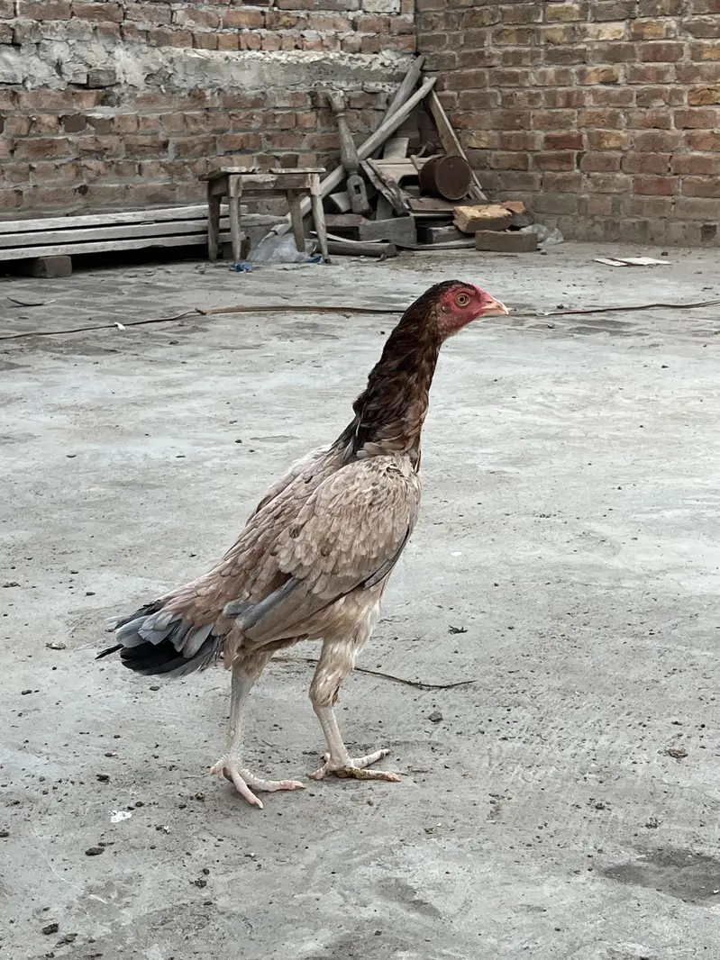 Aseel pair for sale — photo 4