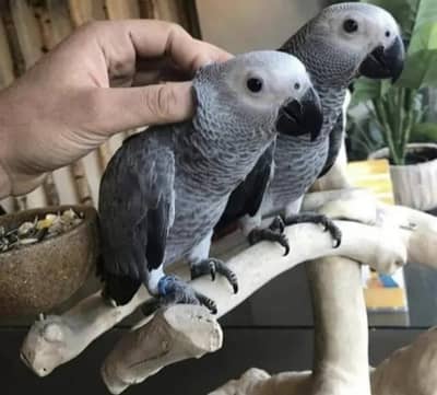 African Grey parrot for sale O3O9-31O-56-O2 my WhatsApp number