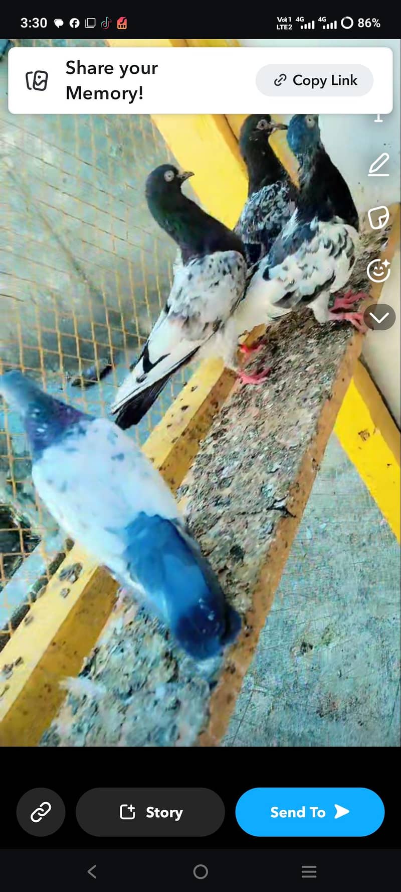 pigeon 1