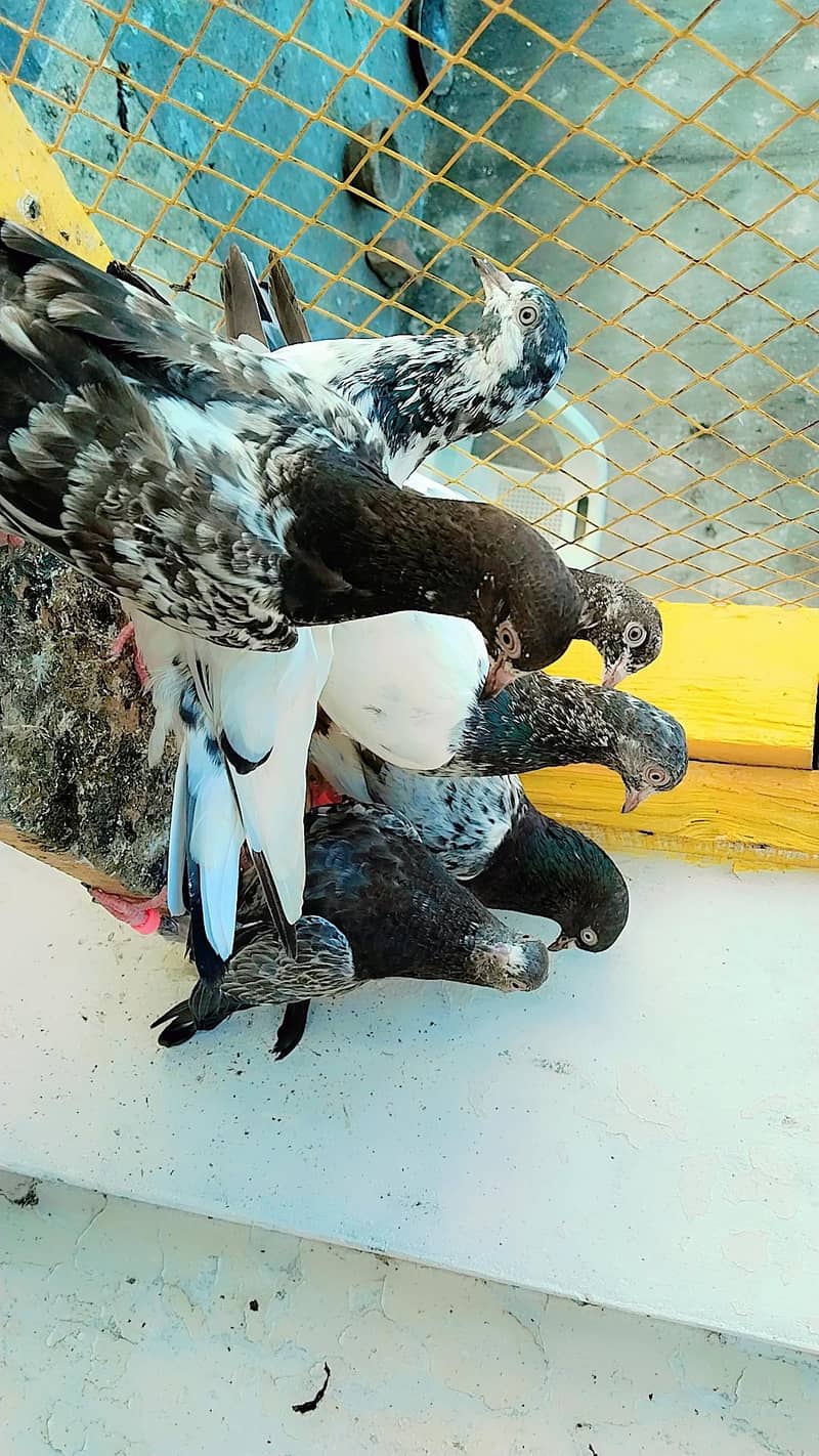 pigeon 2