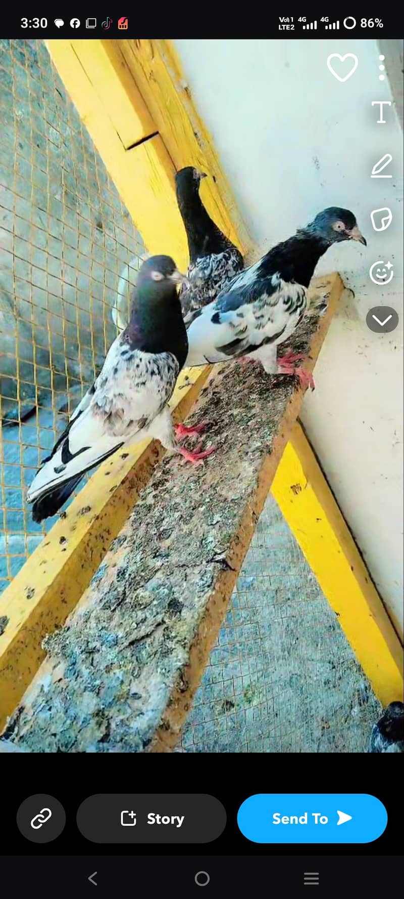pigeon 3