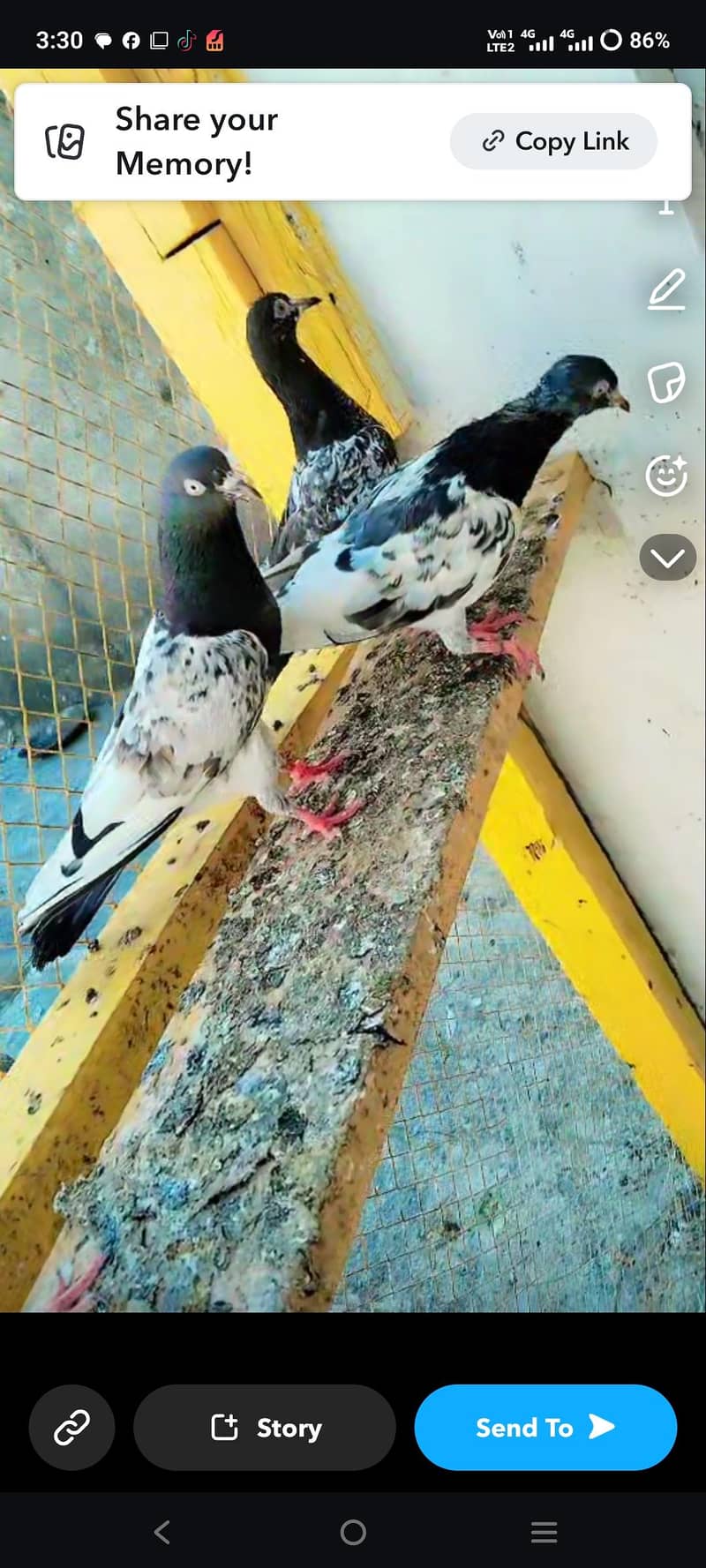 pigeon 4