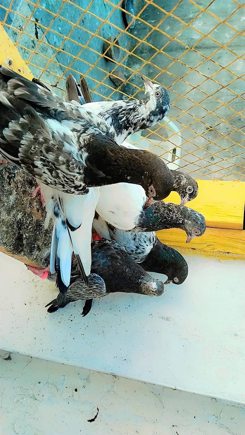 pigeon 5