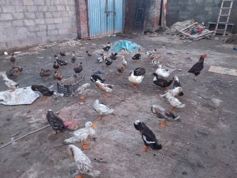 ducks 1