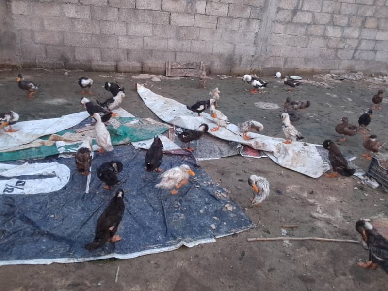 ducks 2