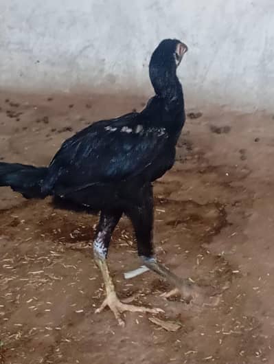 black aseel female contact 03294355315