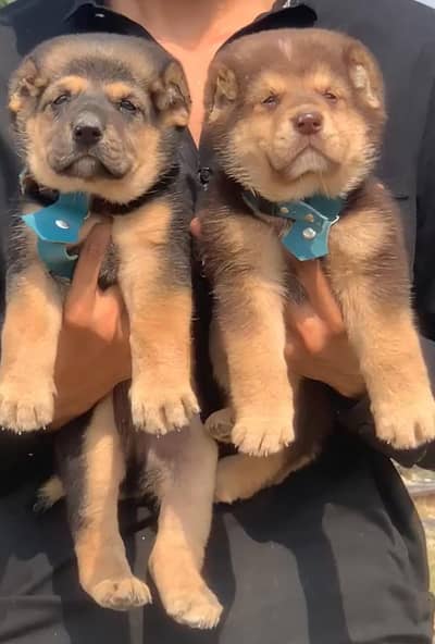 king Kurdish kangal puppies security Dog available for sale