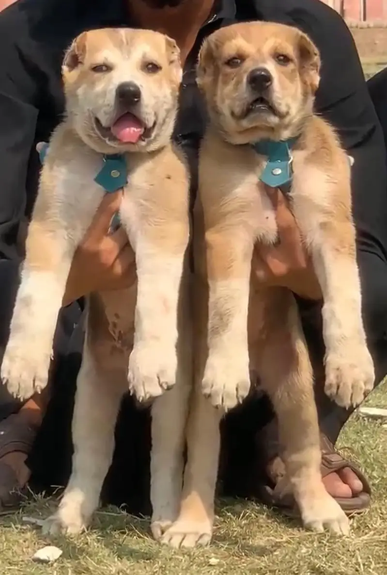 king Kurdish kangal puppies security Dog available for sale — photo 2