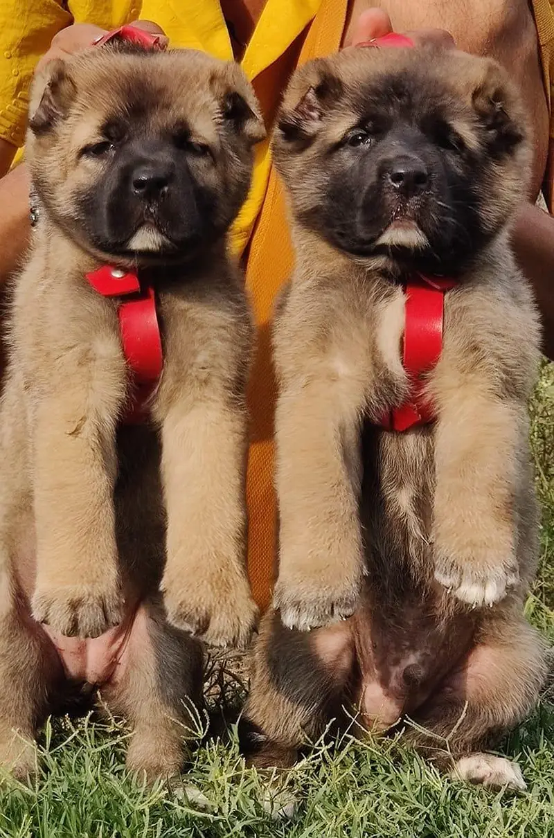 king Kurdish kangal puppies security Dog available for sale — photo 3