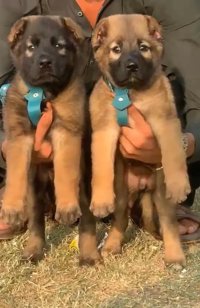 king Kurdish kangal puppies security Dog available for sale — photo 4