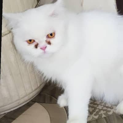 semi punch cross Persian male