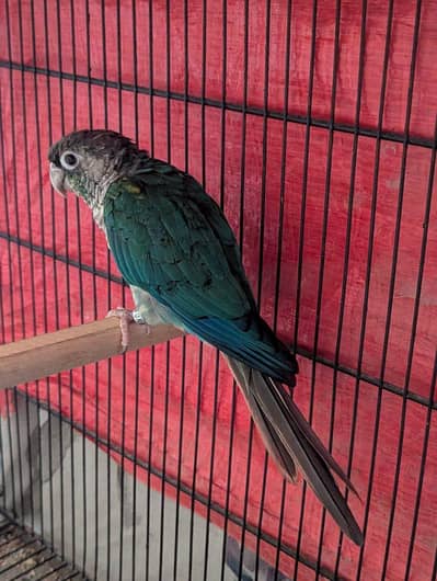 blue torquise white chested male conure