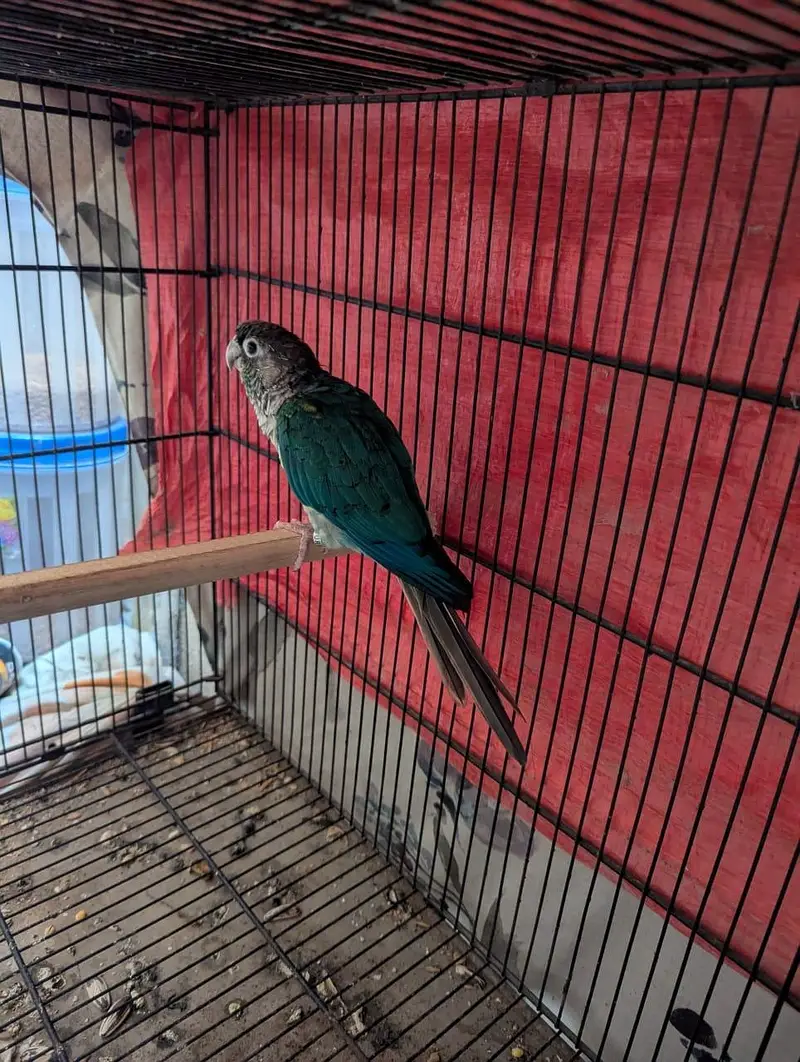 blue torquise white chested male conure — photo 2