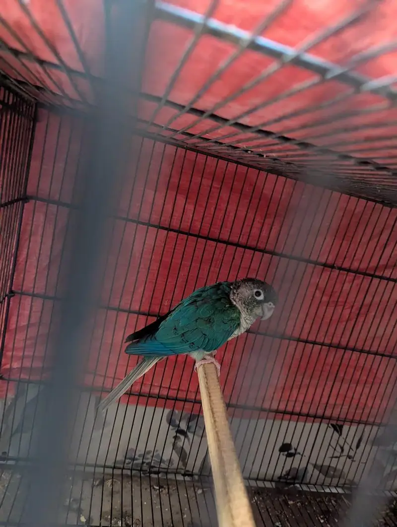 blue torquise white chested male conure — photo 3