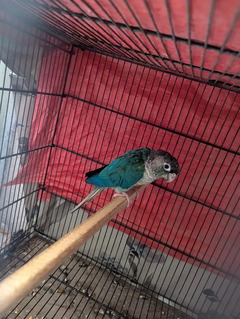blue torquise white chested male conure — photo 4