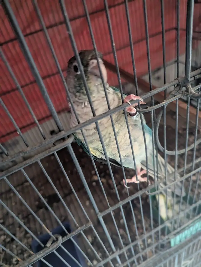blue torquise white chested male conure — photo 5