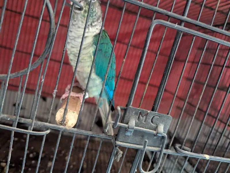 blue torquise white chested male conure — photo 7