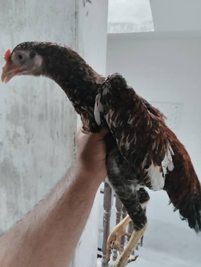 Aseel patha chicks for sale