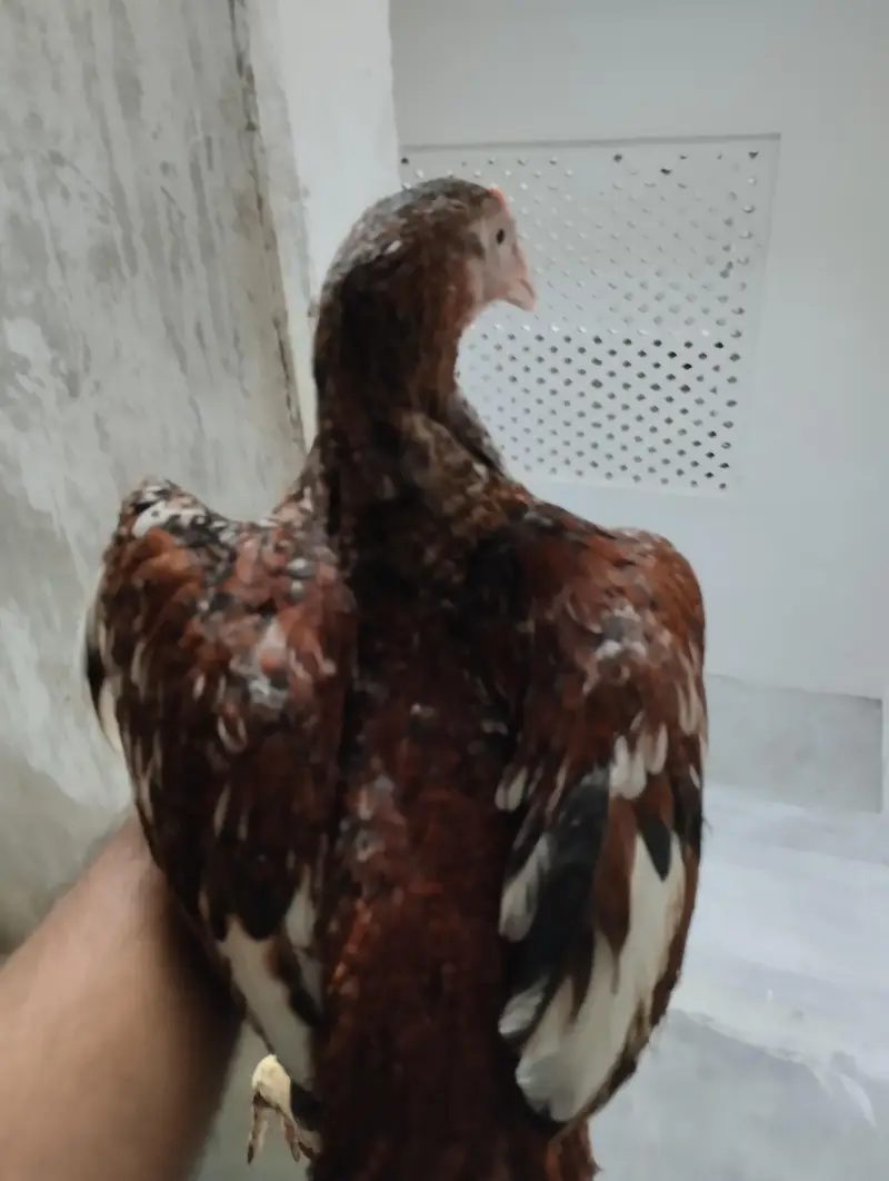 Aseel patha chicks for sale — photo 2