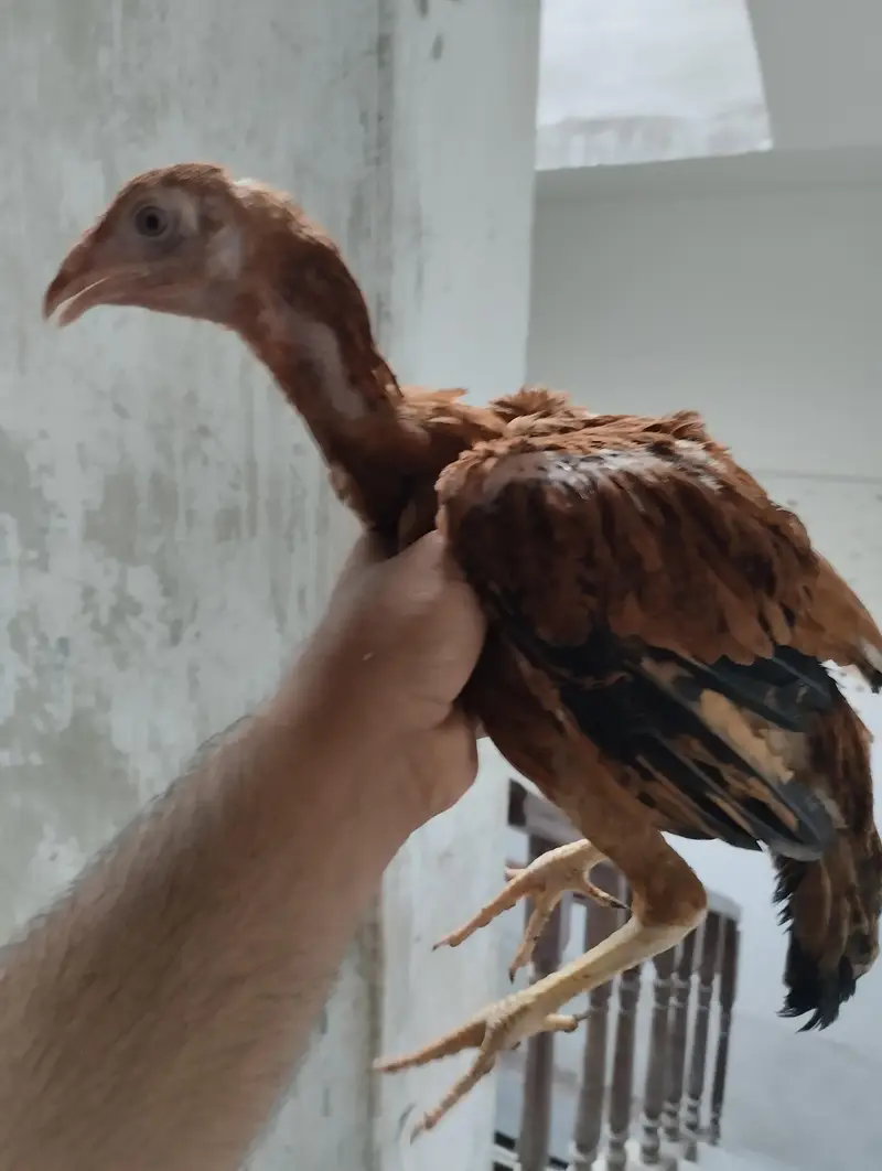 Aseel patha chicks for sale — photo 3
