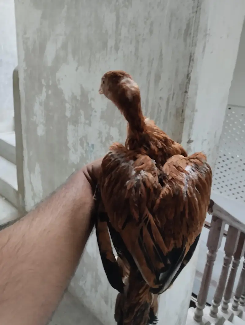 Aseel patha chicks for sale — photo 4