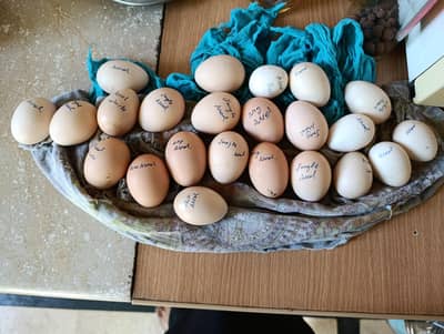 Mianwali Aseel Fertile eggs