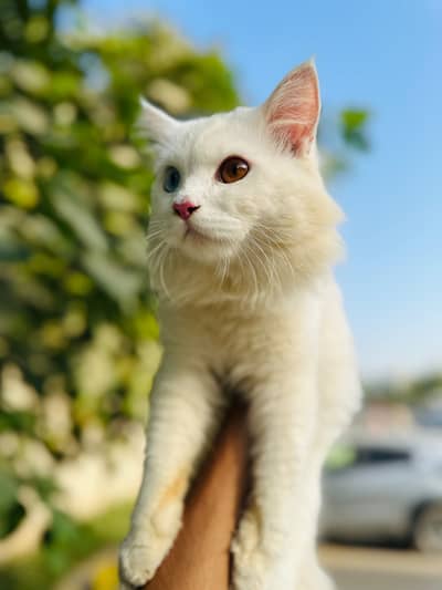 11 Months Male Persian Cat odd_eyes for Sale