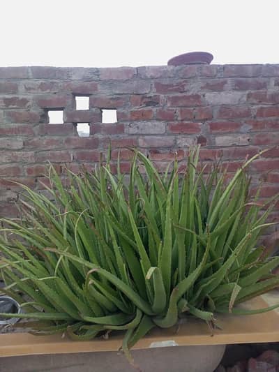 Alo Vera Plants