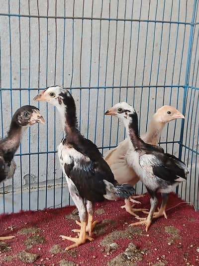 pure aseel chicks for sale thai burmi or heera