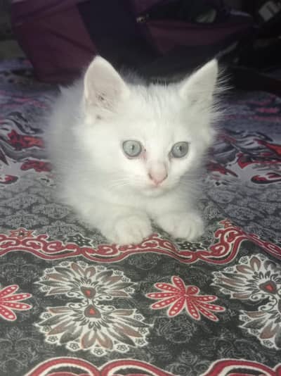 Kitten for sale
