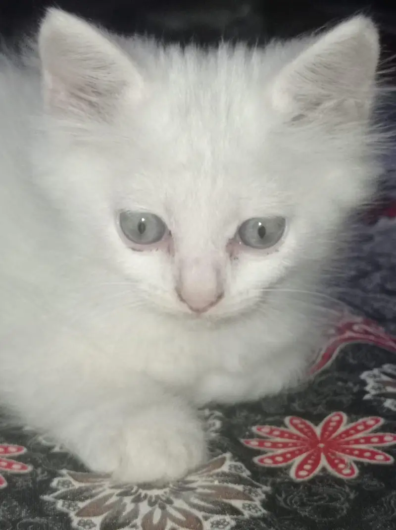 Pair of Kitten for sale — photo 2