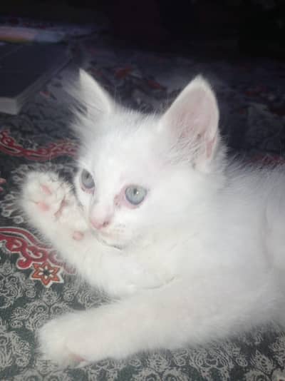 Pair of Kitten for sale
