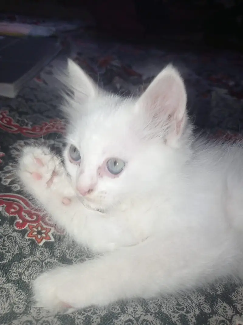 Pair of Kitten for sale — photo 3