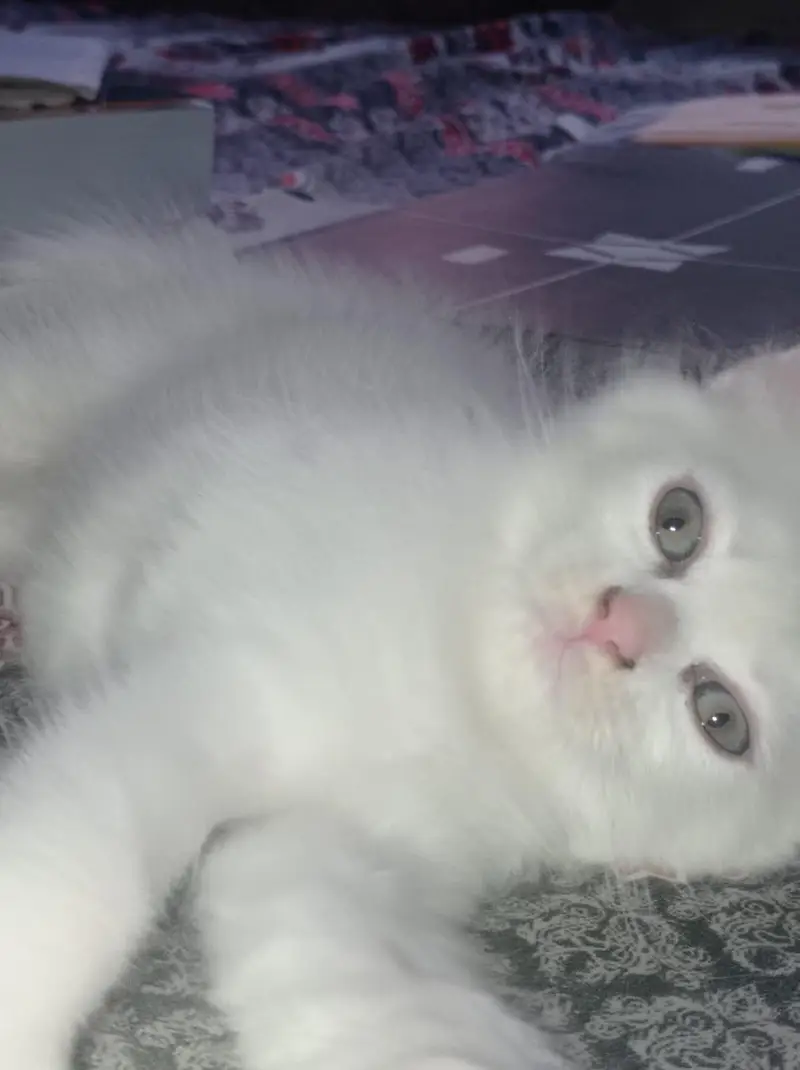 Pair of Kitten for sale — photo 4