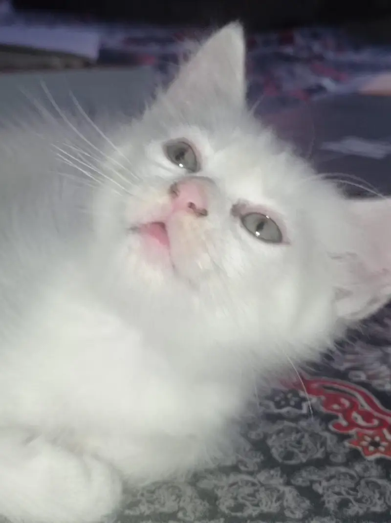 Pair of Kitten for sale — photo 5