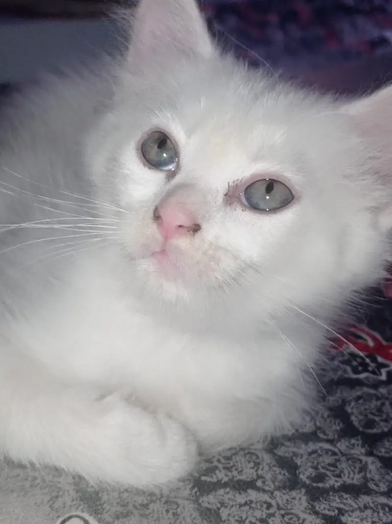Pair of Kitten for sale — photo 6