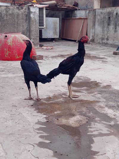 thai pair